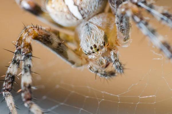 Innovative Spider Control Solutions Tailored for Sydney Residents